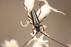 Sphaenothecus bilineatus