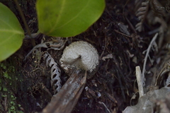 Lycoperdon compactum