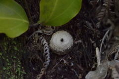 Lycoperdon compactum