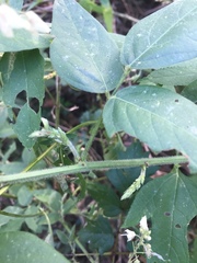 Desmodium viridiflorum