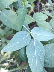 Desmodium viridiflorum