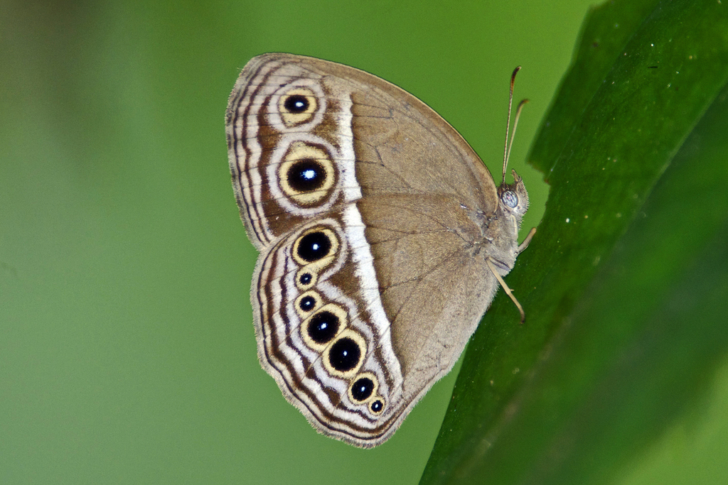 Intermediate Bushbrown