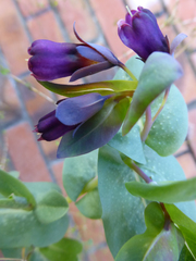 Cerinthe major