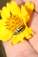 Acmaeodera scalaris
