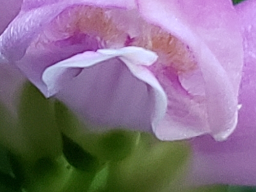 Image of Chelone obliqua by (c) Mark Richman, some rights reserved (CC BY)