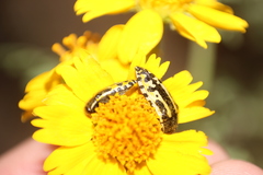 Acmaeodera scalaris