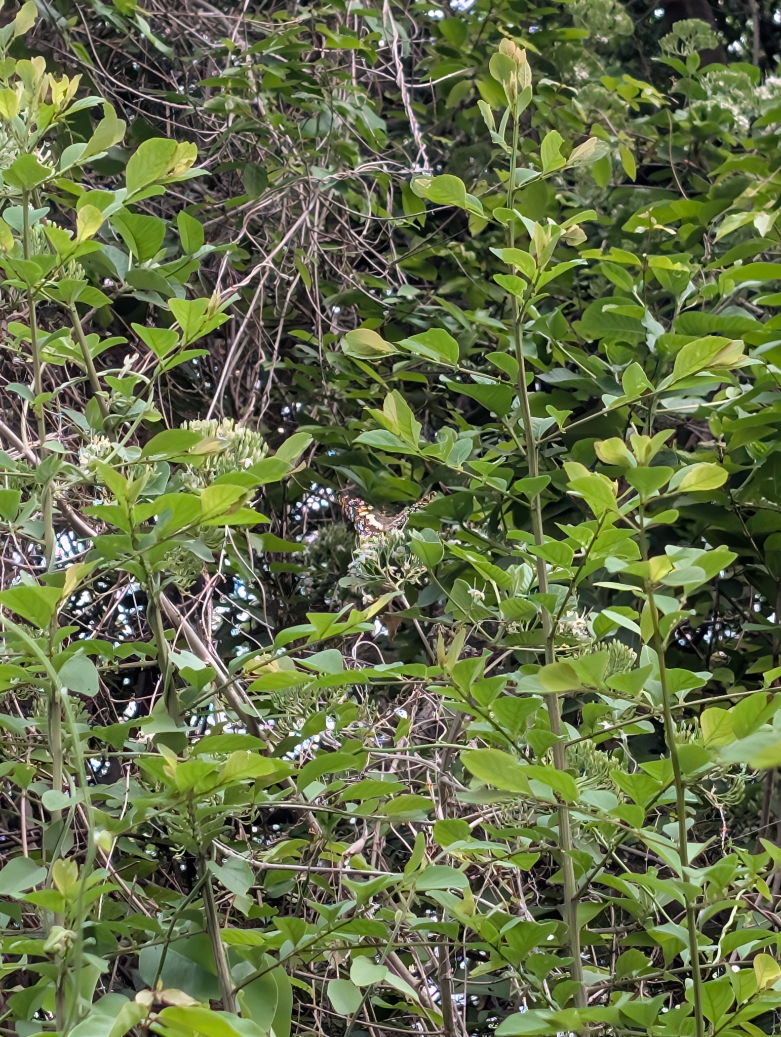 Lime Swallowtail