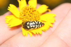 Acmaeodera disjuncta