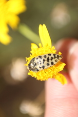 Acmaeodera maculifera
