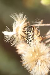 Acmaeodera maculifera