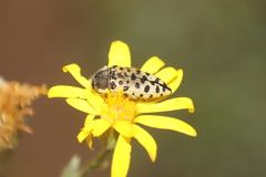 Acmaeodera maculifera