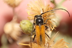 Crossidius suturalis