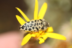 Acmaeodera maculifera