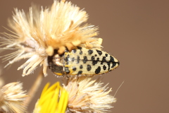 Acmaeodera maculifera