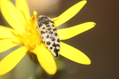Acmaeodera maculifera