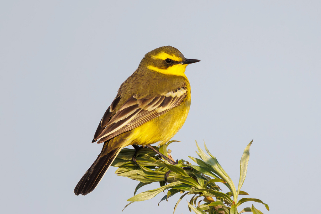 Eastern Yellow Wagtail (Green-headed)