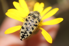 Acmaeodera maculifera