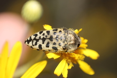 Acmaeodera maculifera