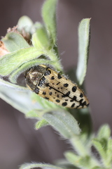 Acmaeodera maculifera