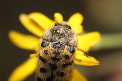 Acmaeodera maculifera