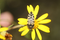 Acmaeodera maculifera