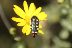 Acmaeodera disjuncta