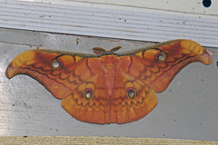 Antheraea frithi