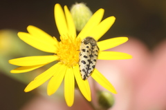 Acmaeodera maculifera