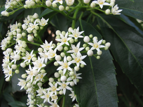 Cuttsia viburnea F.Muell.