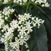 Cuttsia viburnea - Photo (c) Melburnian,  זכויות יוצרים חלקיות (CC BY-SA)