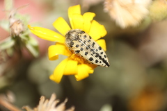 Acmaeodera maculifera