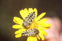 Acmaeodera maculifera