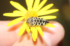 Acmaeodera maculifera