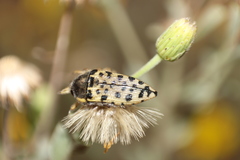 Acmaeodera maculifera