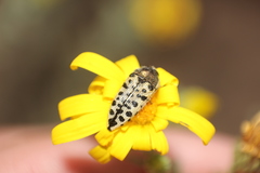 Acmaeodera maculifera