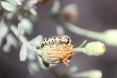 Acmaeodera maculifera