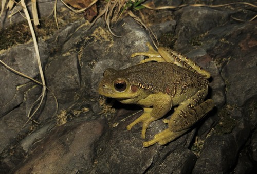 Rioja Tree Frog