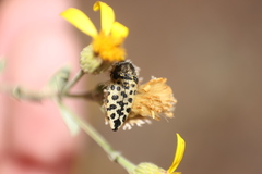 Acmaeodera maculifera