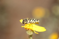 Acmaeodera maculifera