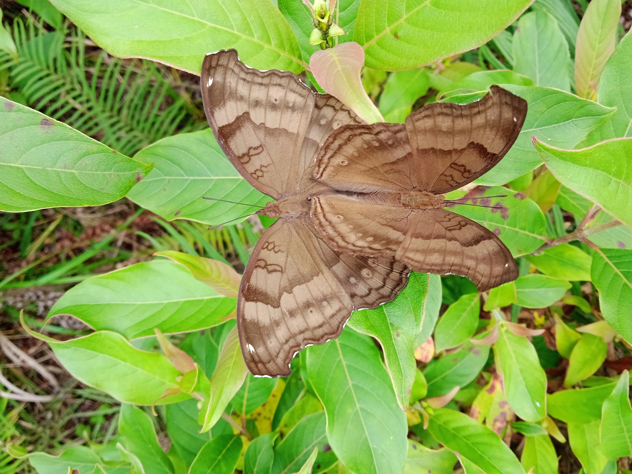 Chocolate Pansy