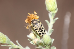 Acmaeodera maculifera