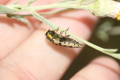 Acmaeodera maculifera