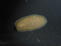 Pseudoceros canadensis