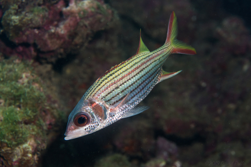 Spotfin Squirrelfish