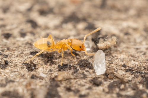 拟穴臭蚁属Nebothriomyrmex