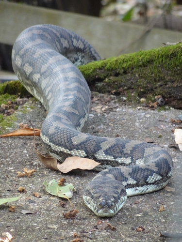 Coastal Carpet Python sighting
