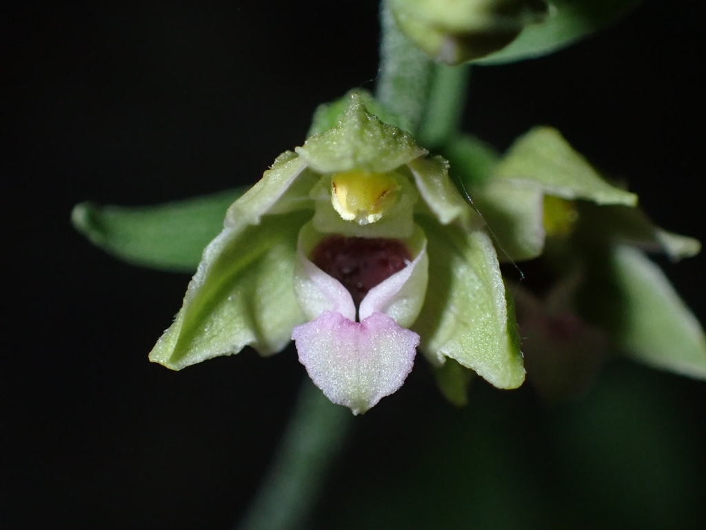 Epipactis bugacensis