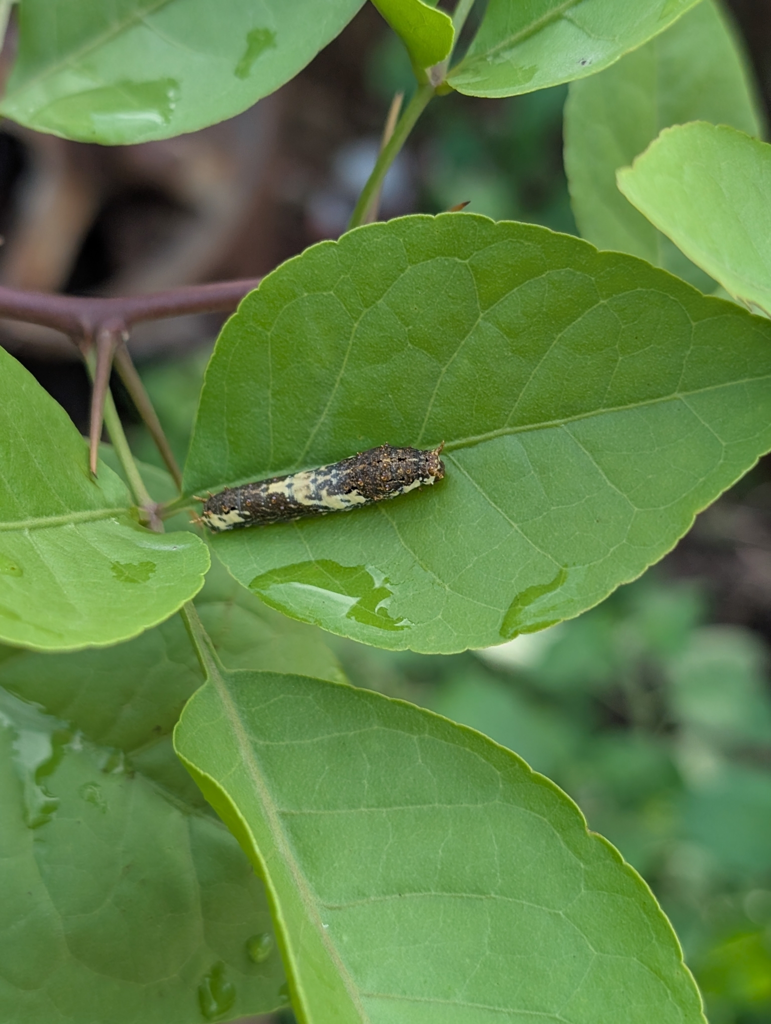 Lime Swallowtail