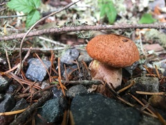 Suillus lakei