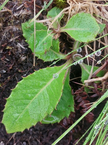 Leontodon filii (Leontodon filii)